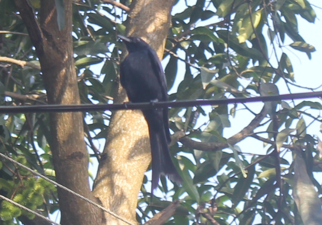 Black Drongo - ML637049785