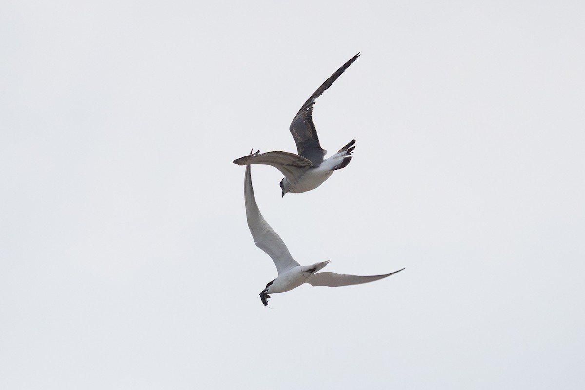Gull-billed Tern - ML637049786