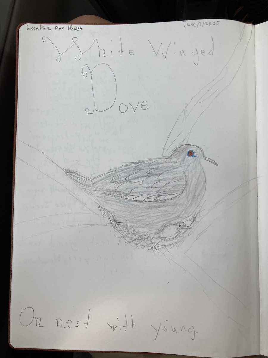 White-winged Dove - ML637049788