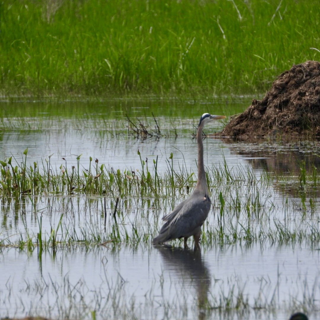 Great Blue Heron - ML637049797