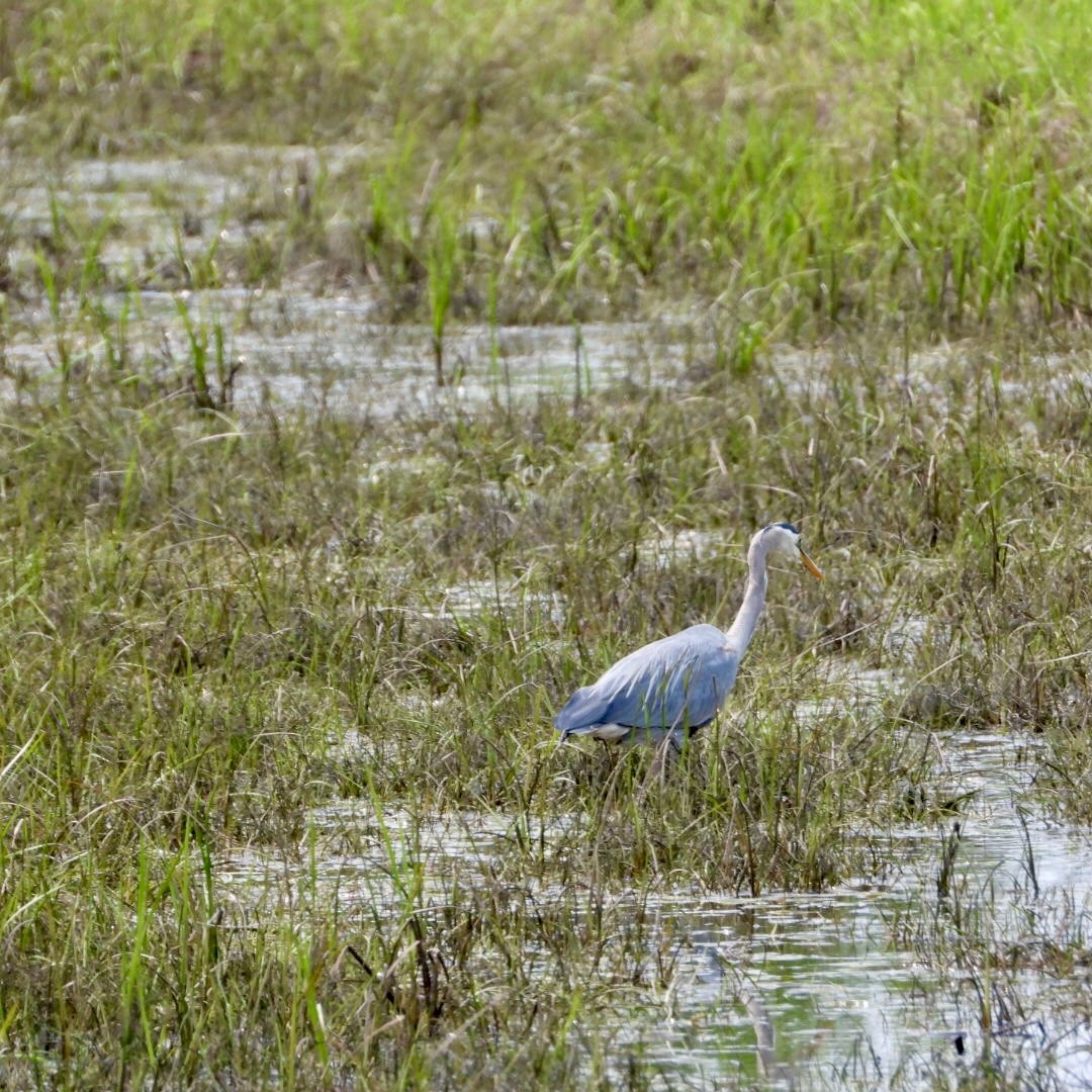 Great Blue Heron - ML637049798