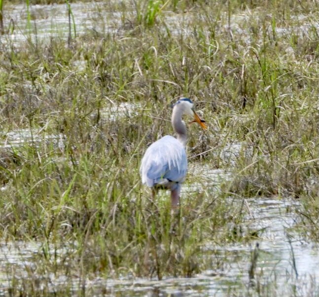 Great Blue Heron - ML637049799