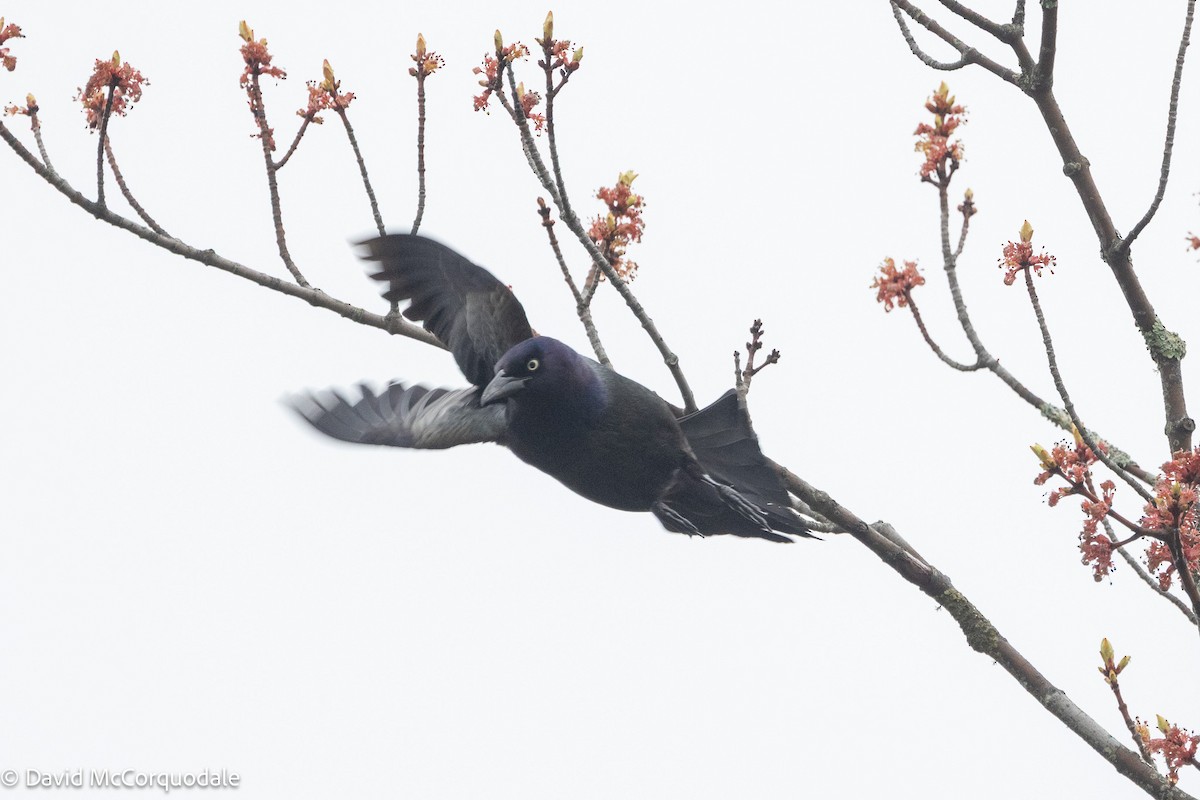 Common Grackle - ML637049800