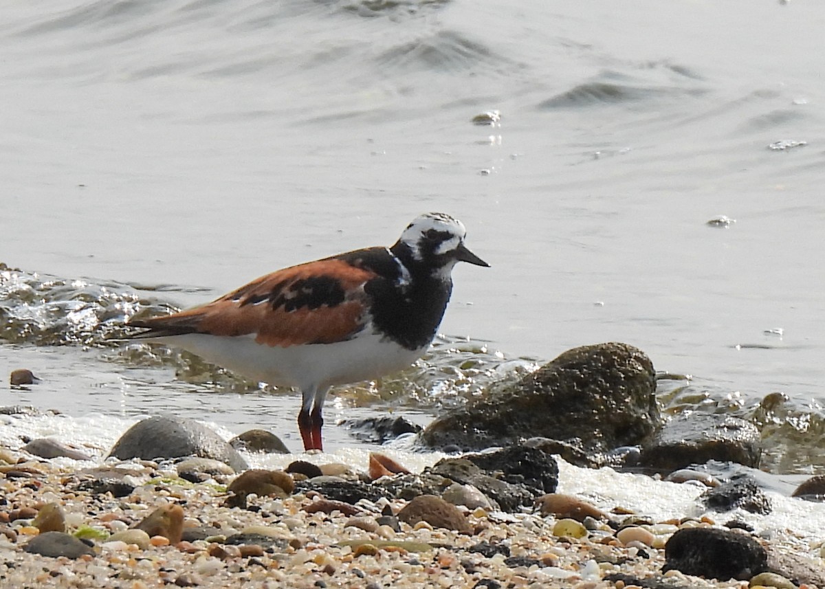 Ruddy Turnstone - ML637049801