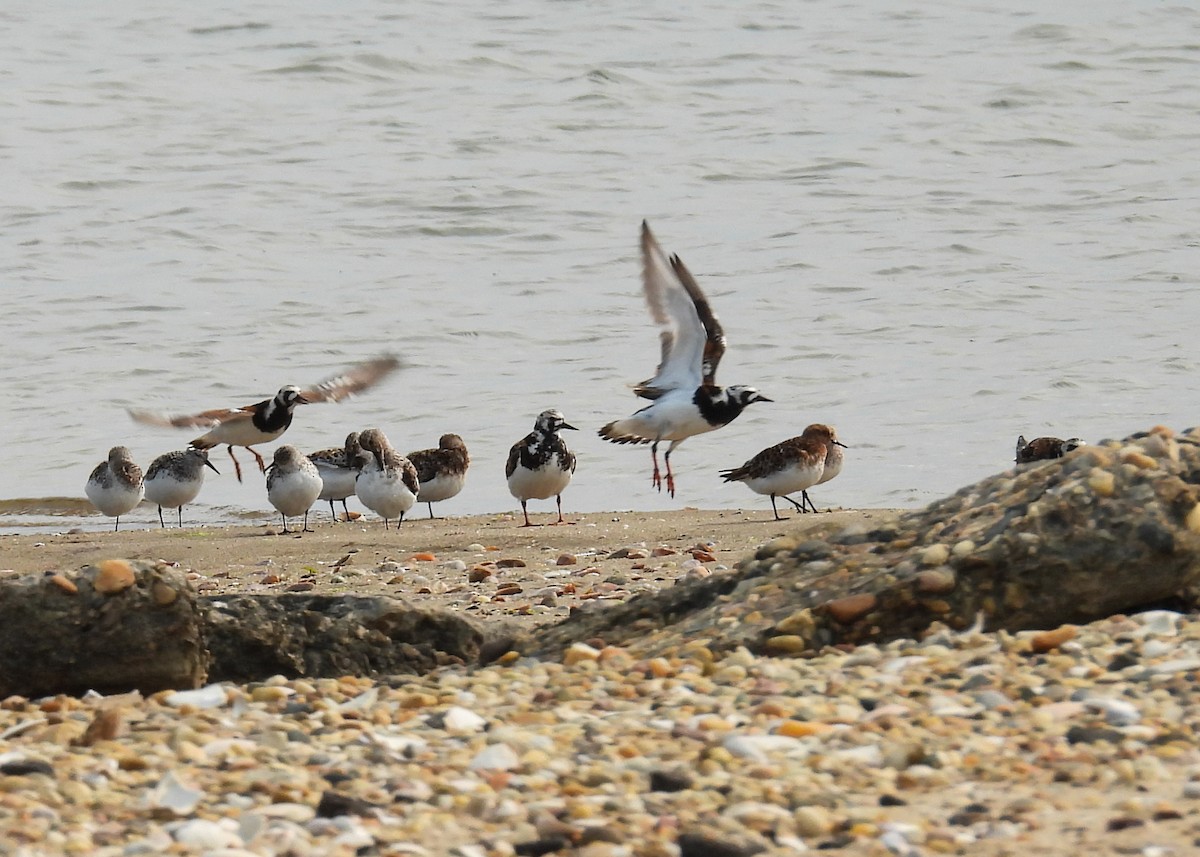 Ruddy Turnstone - ML637049802