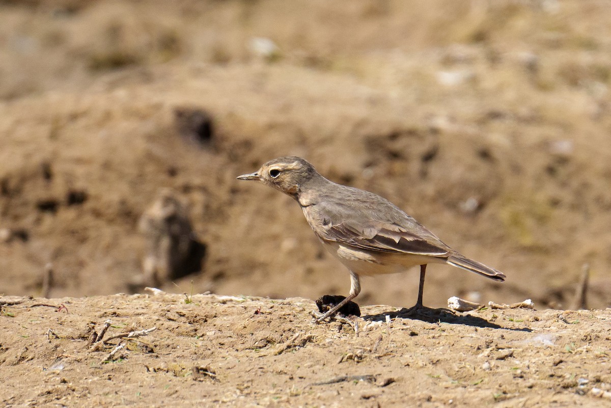 American Pipit - ML637049807