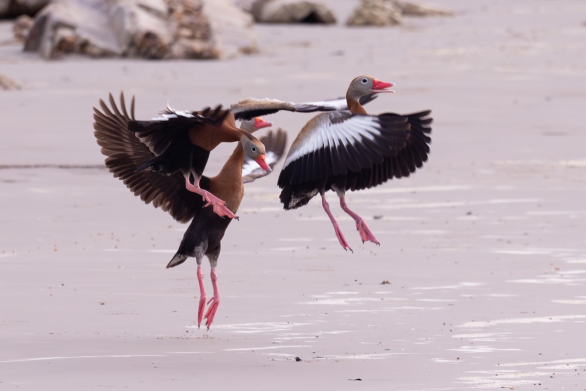 Black-bellied Whistling-Duck - ML637049828