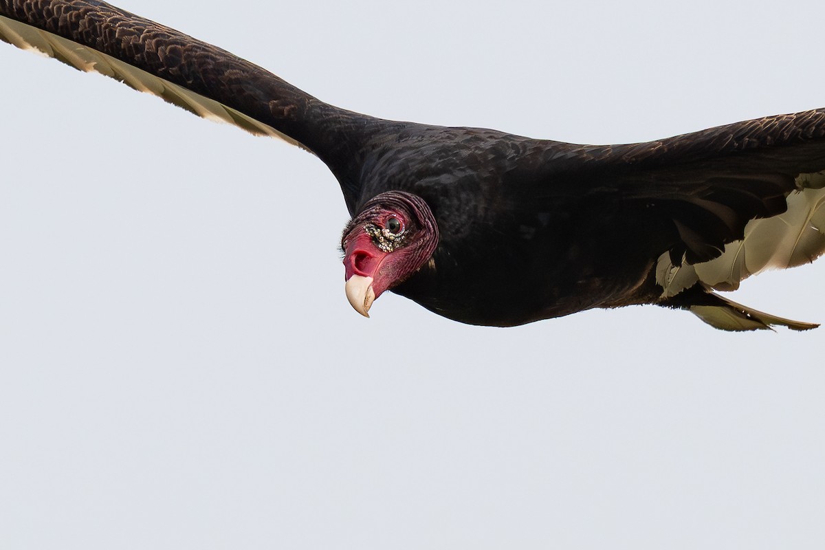 Turkey Vulture - ML637049834