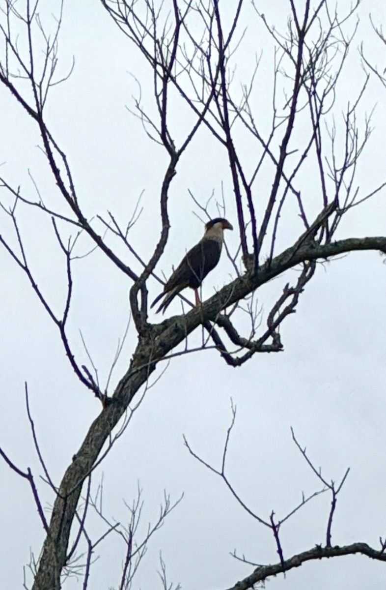 Crested Caracara - ML637049908