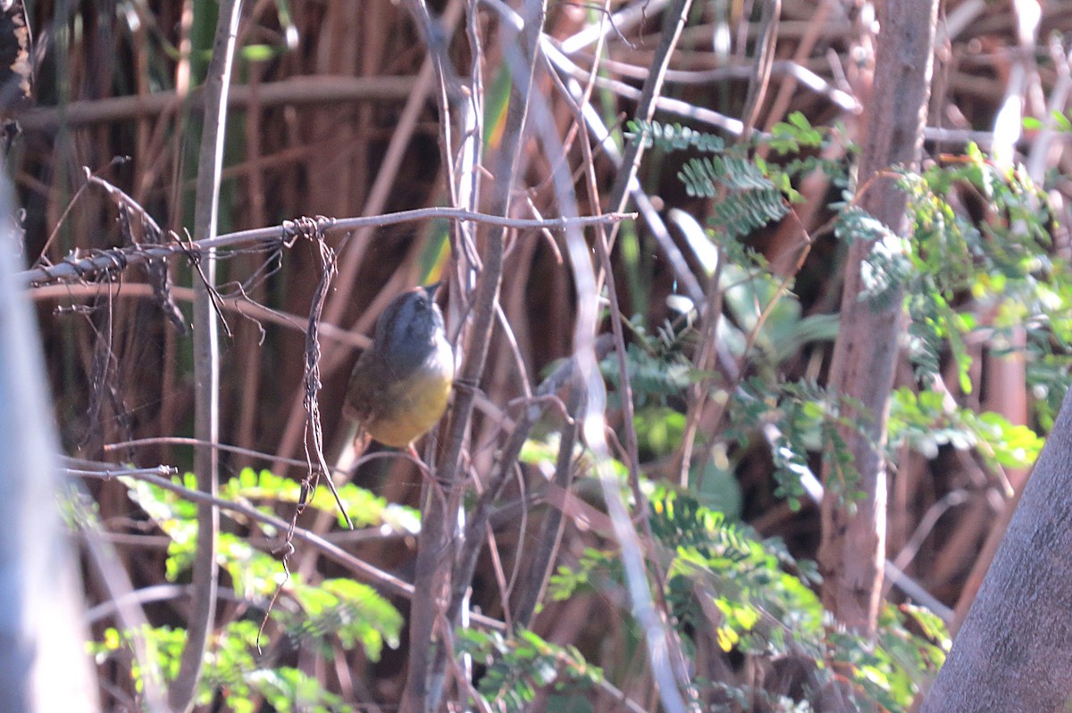 Zapata Sparrow - ML637049909