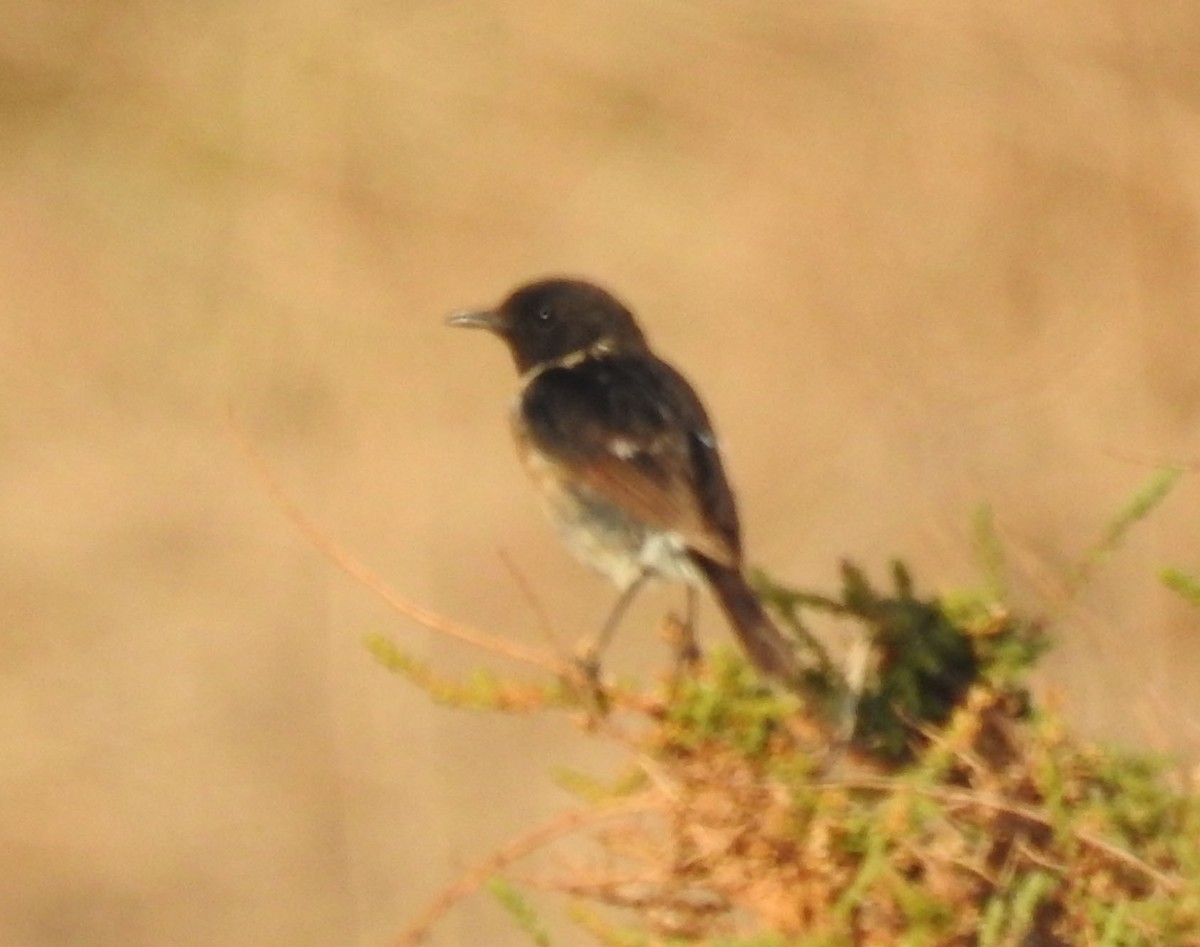 European Stonechat - ML637049928
