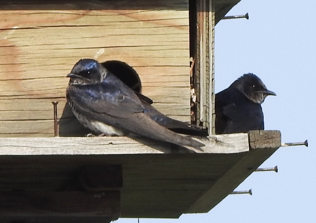 Golondrina Purpúrea - ML637049958