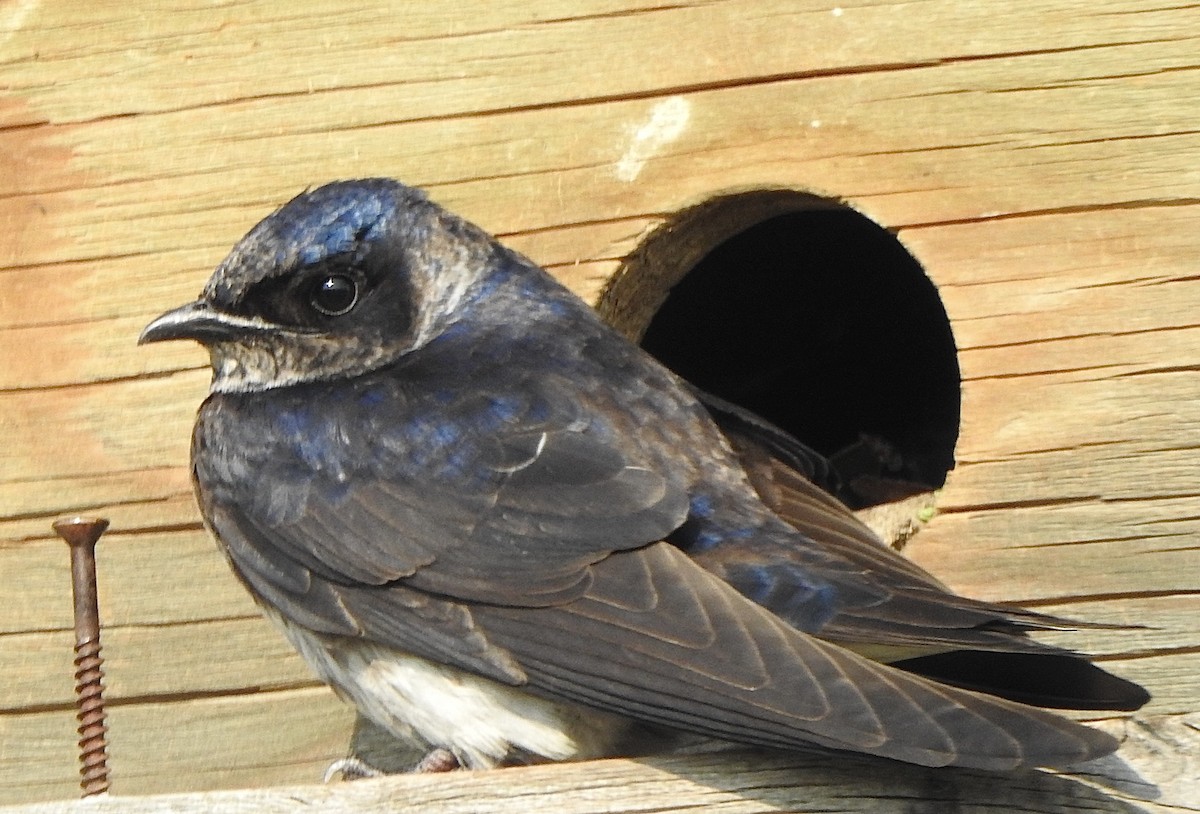 Golondrina Purpúrea - ML637049959