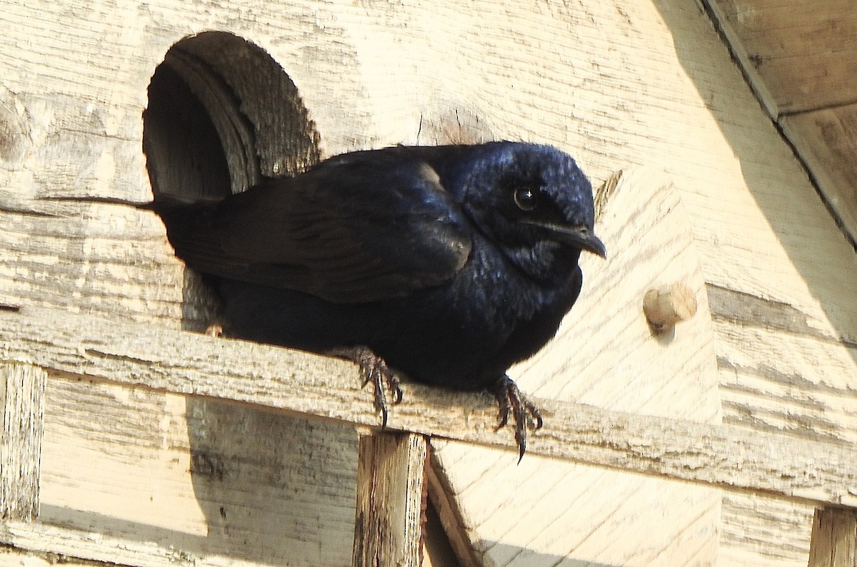 Golondrina Purpúrea - ML637049960