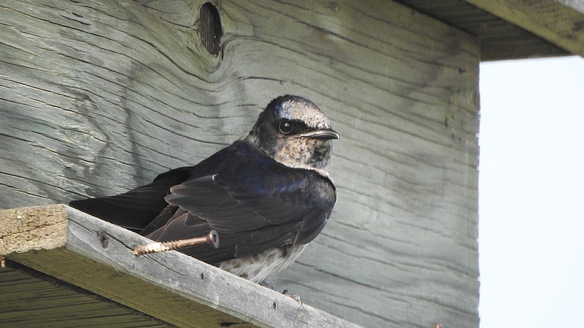 Golondrina Purpúrea - ML637049961