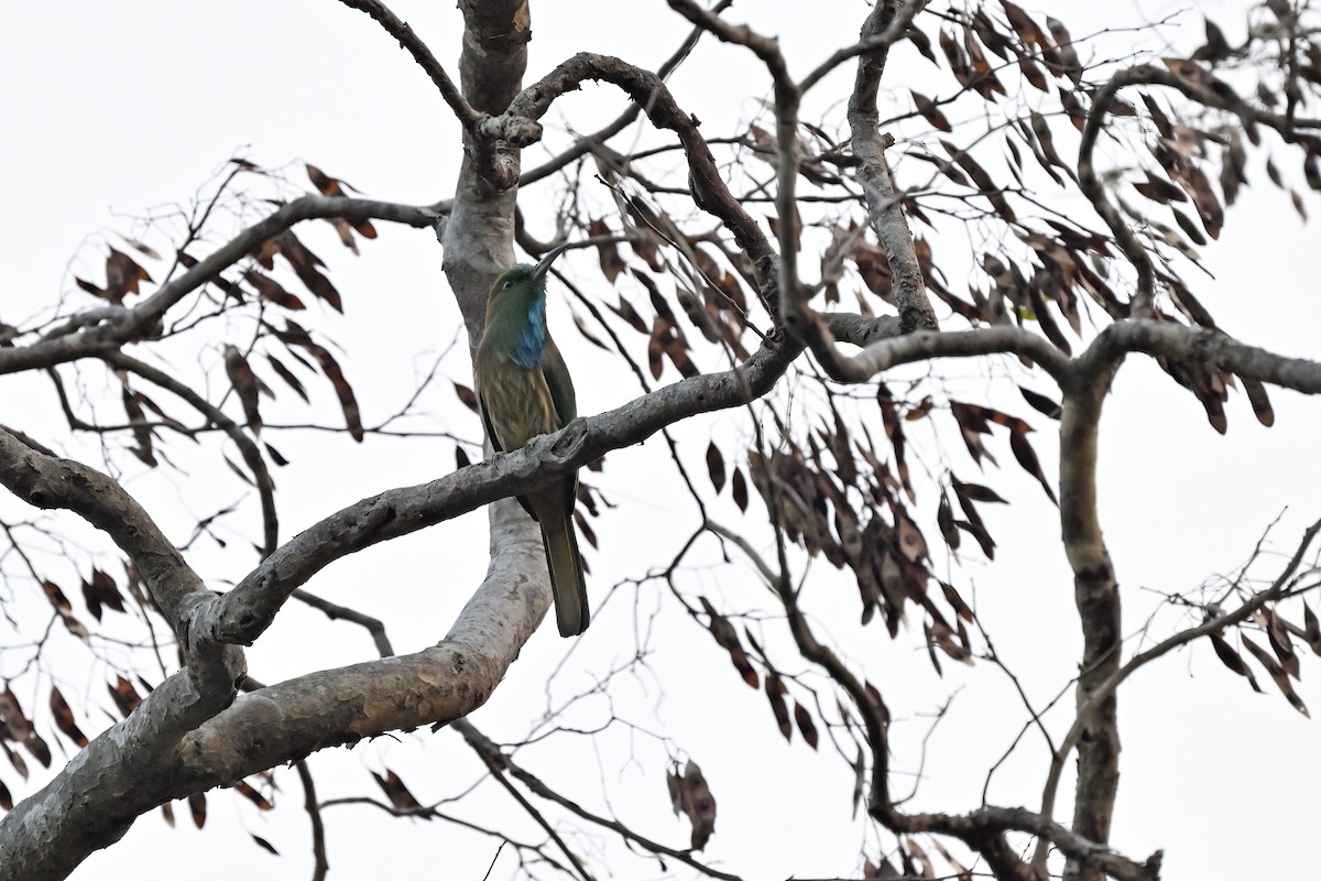 Abejaruco Barbiazul - ML637049977