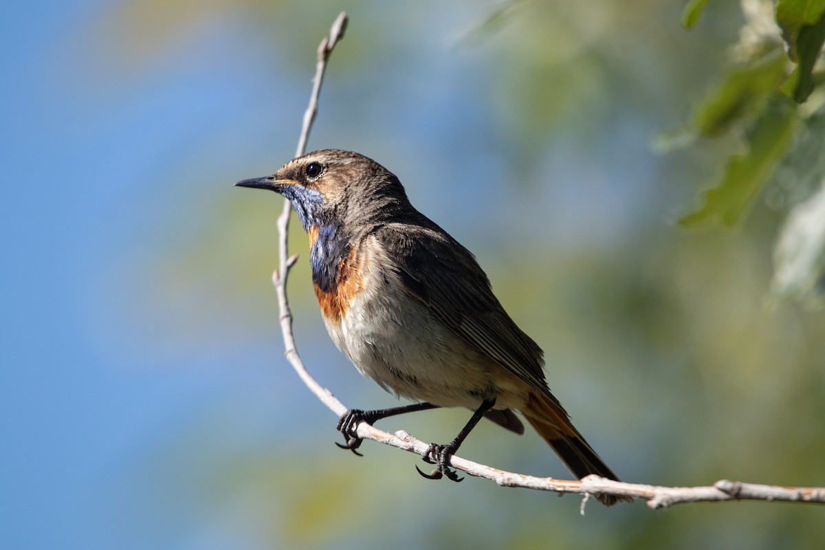 Blaukehlchen - ML637050007