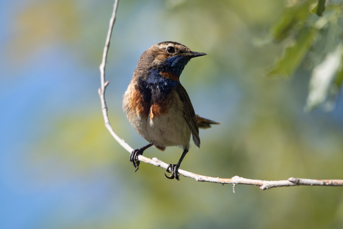 Blaukehlchen - ML637050008
