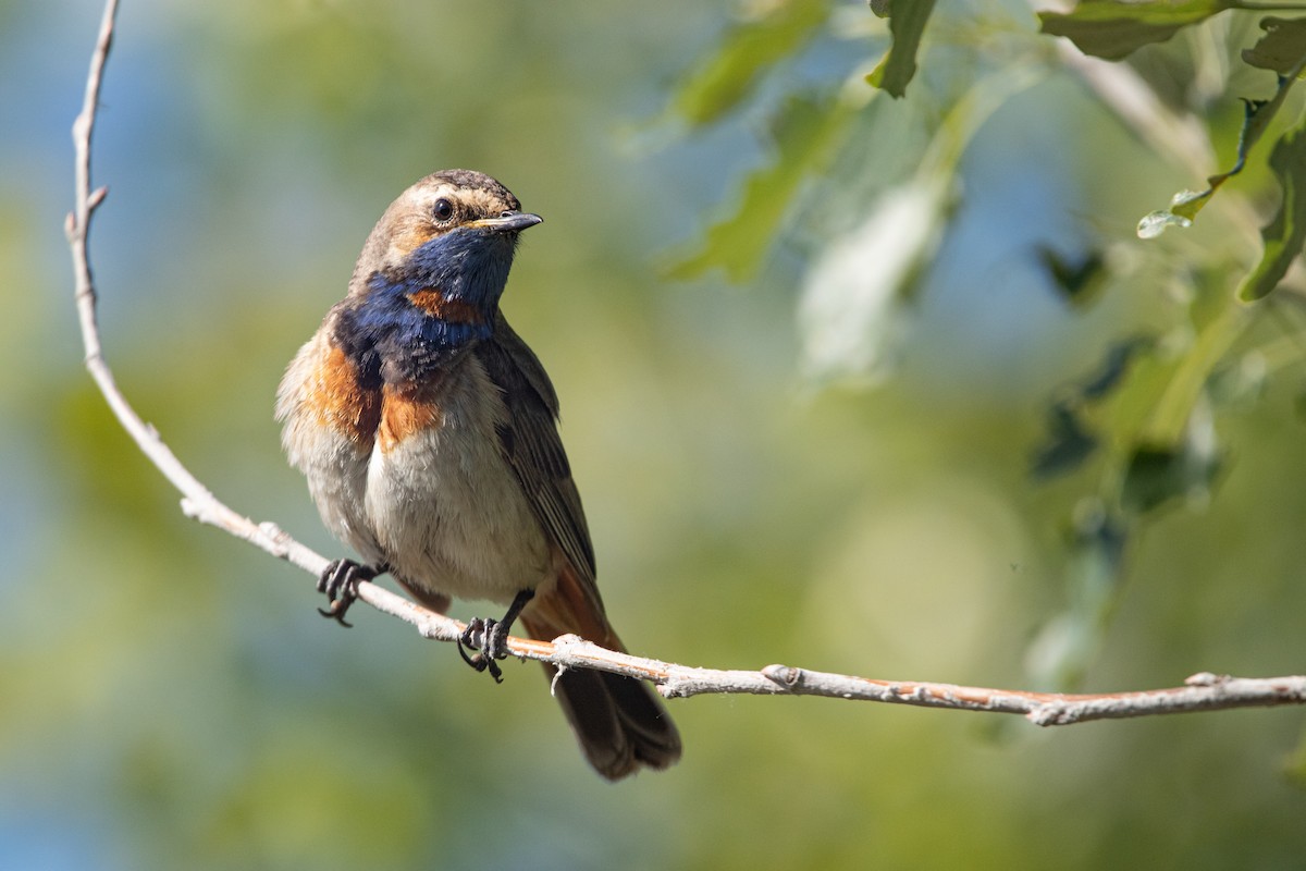 Blaukehlchen - ML637050009