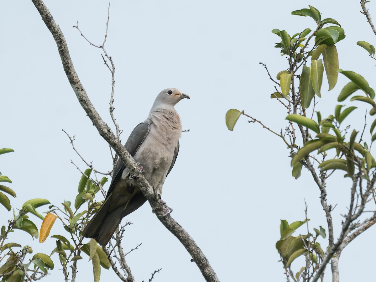 Gray Imperial-Pigeon - ML637050064