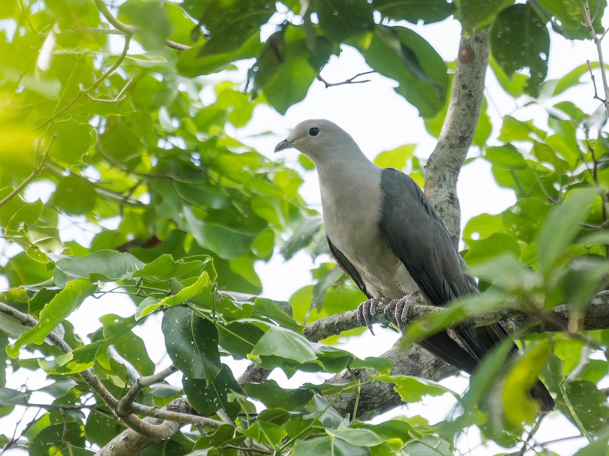 Gray Imperial-Pigeon - ML637050065
