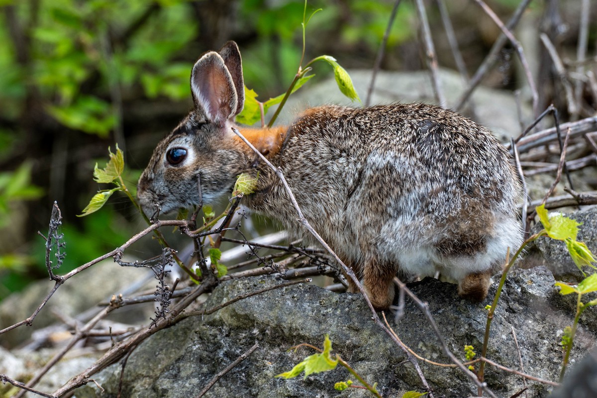 Eastern Cottontail - ML637050067