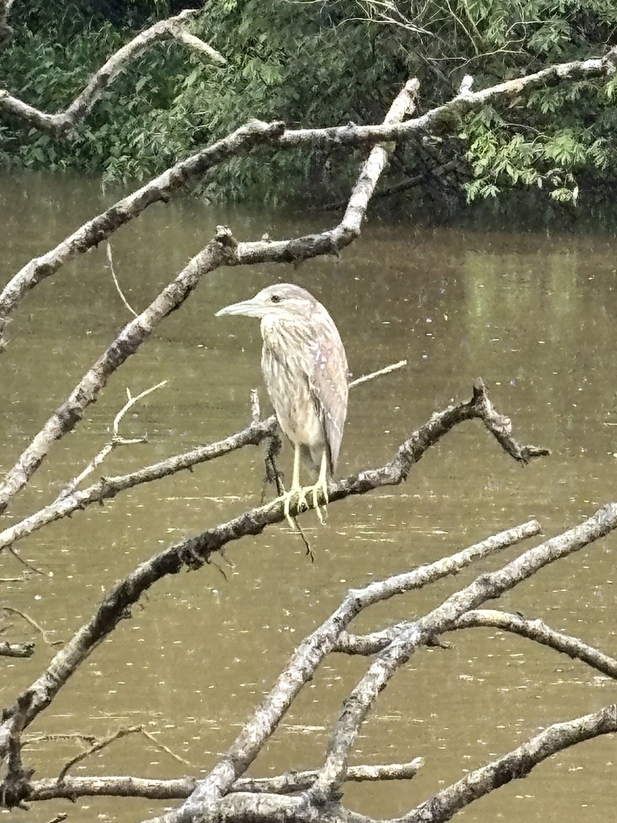 Black-crowned Night Heron - ML637050071
