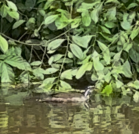 Sungrebe - ML637050140