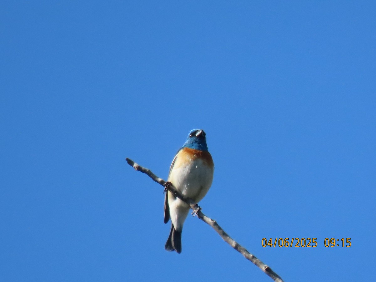 Lazuli Bunting - ML637050177