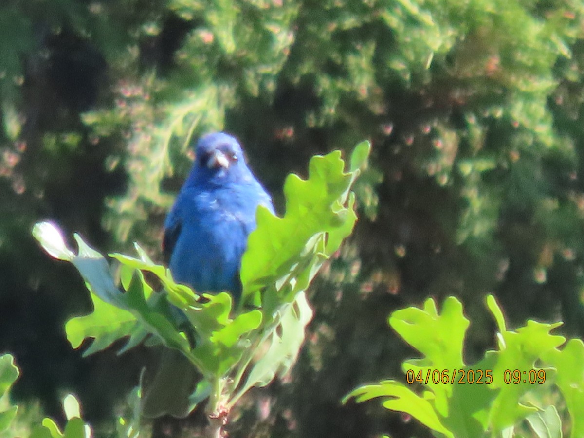 Indigo Bunting - ML637050191