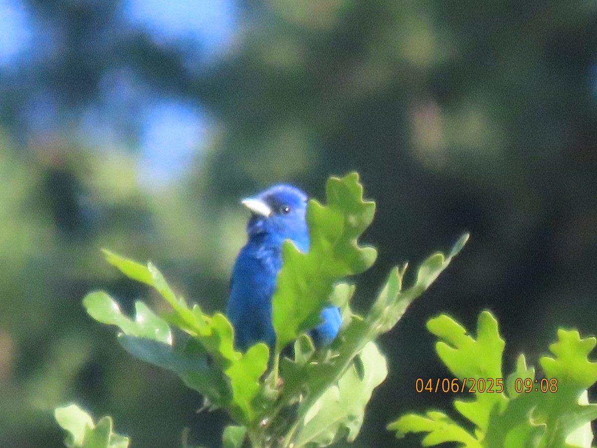 Indigo Bunting - ML637050192