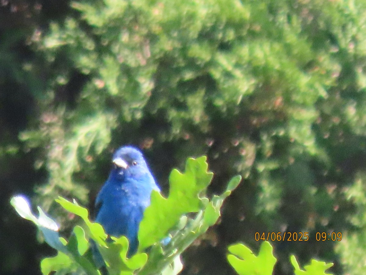 Indigo Bunting - ML637050193