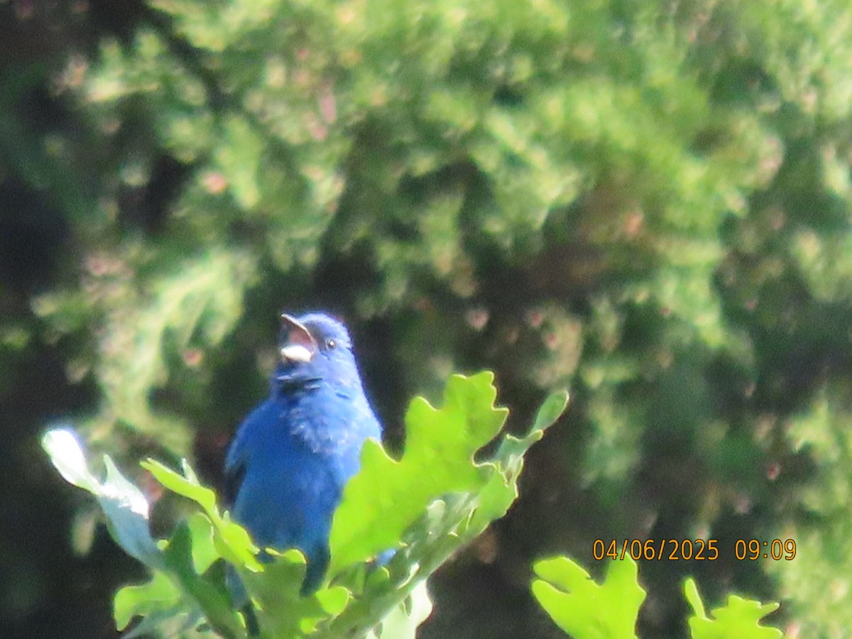 Indigo Bunting - ML637050194