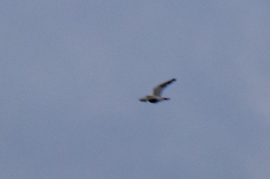Azor/Gavilán sp.  (Accipiter sp.) - ML637050216