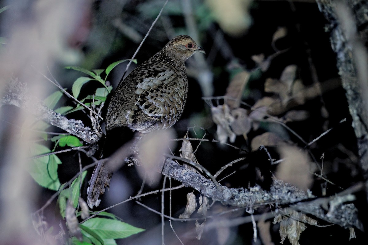 Mrs. Hume's Pheasant - ML637050339