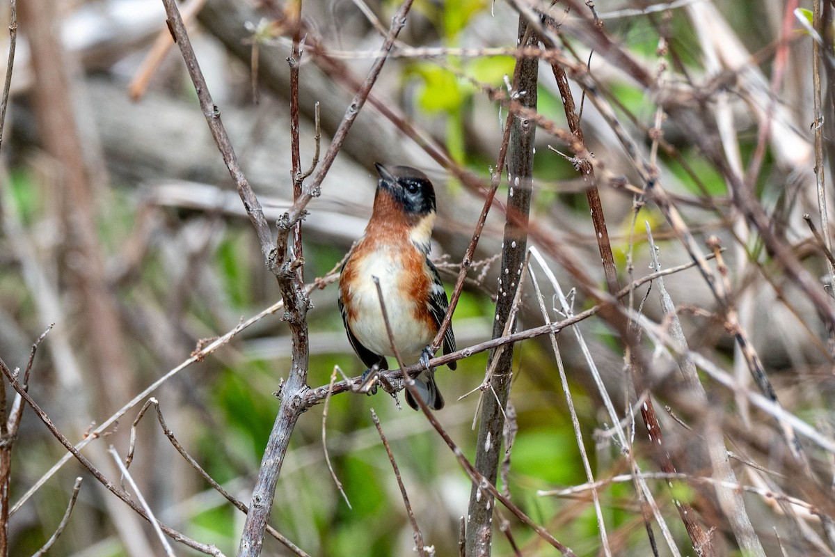 Bay-breasted Warbler - ML637050359