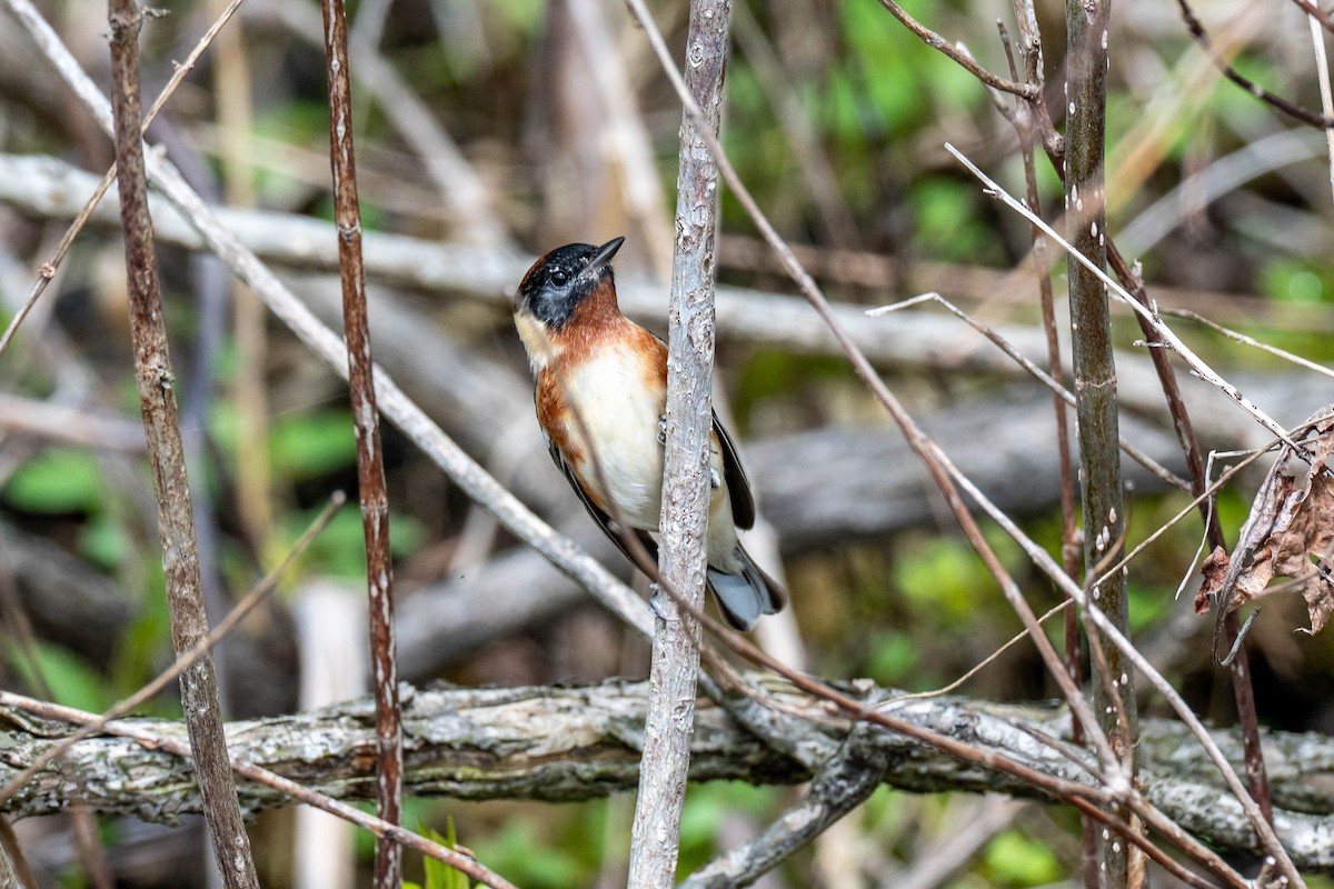 Bay-breasted Warbler - ML637050360