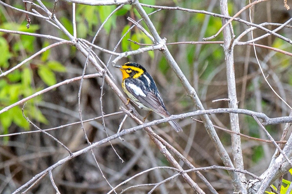 Blackburnian Warbler - ML637050400