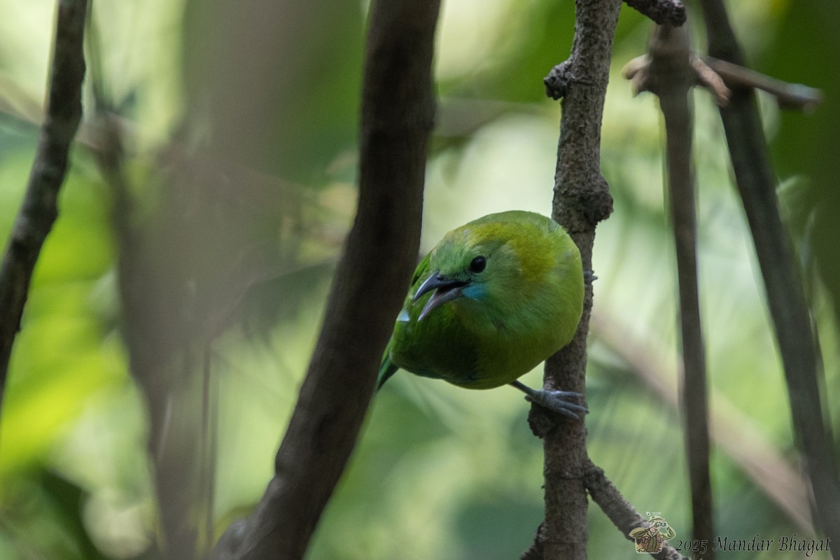 Blue-winged Leafbird - ML637050407