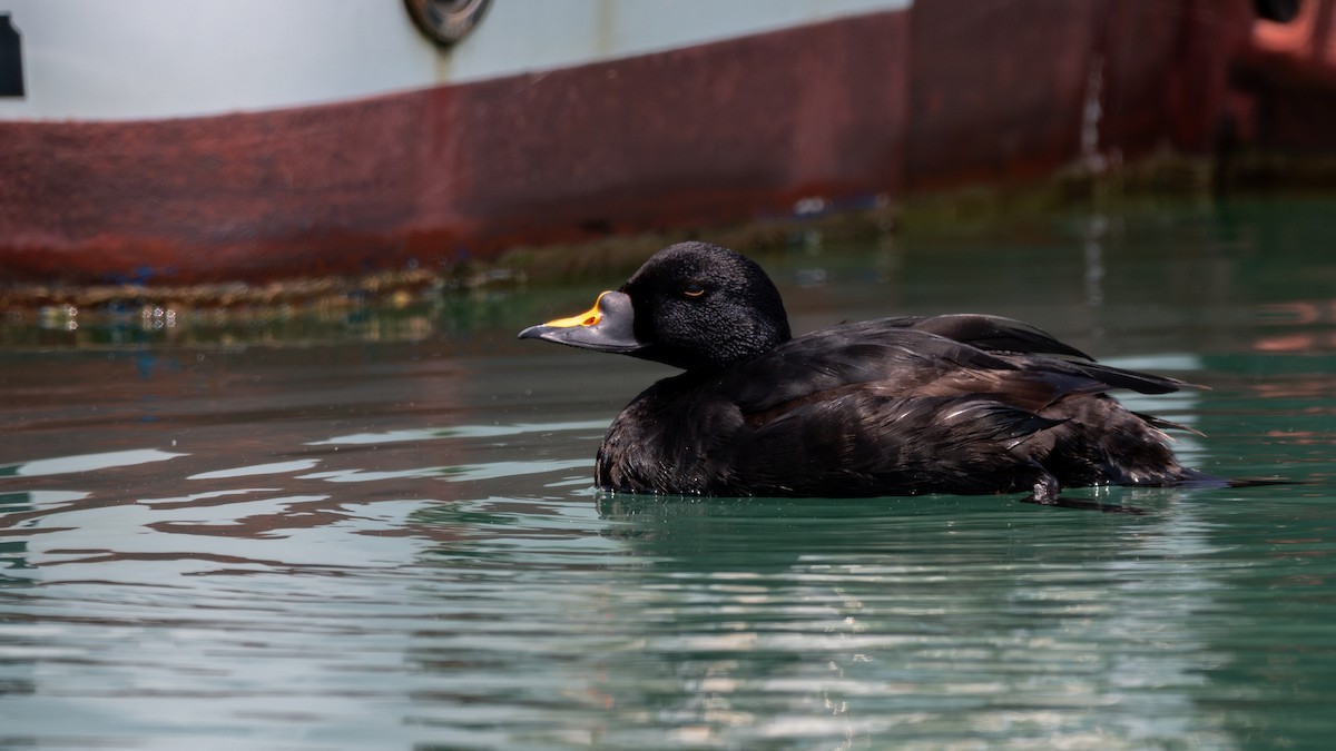 Common Scoter - ML637050442