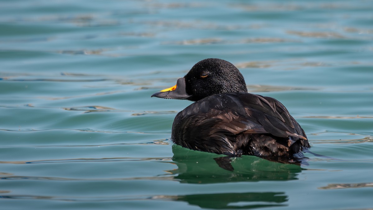 Common Scoter - ML637050444