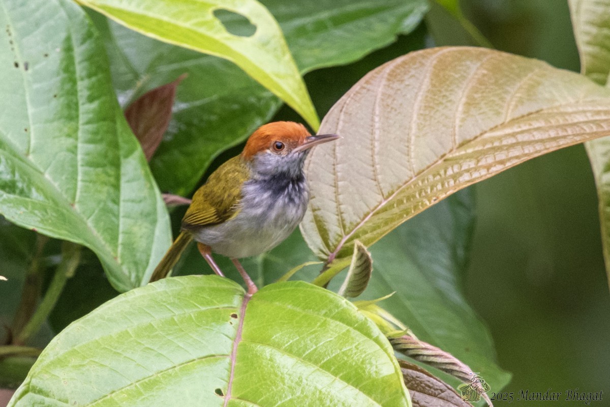 Dark-necked Tailorbird - ML637050447