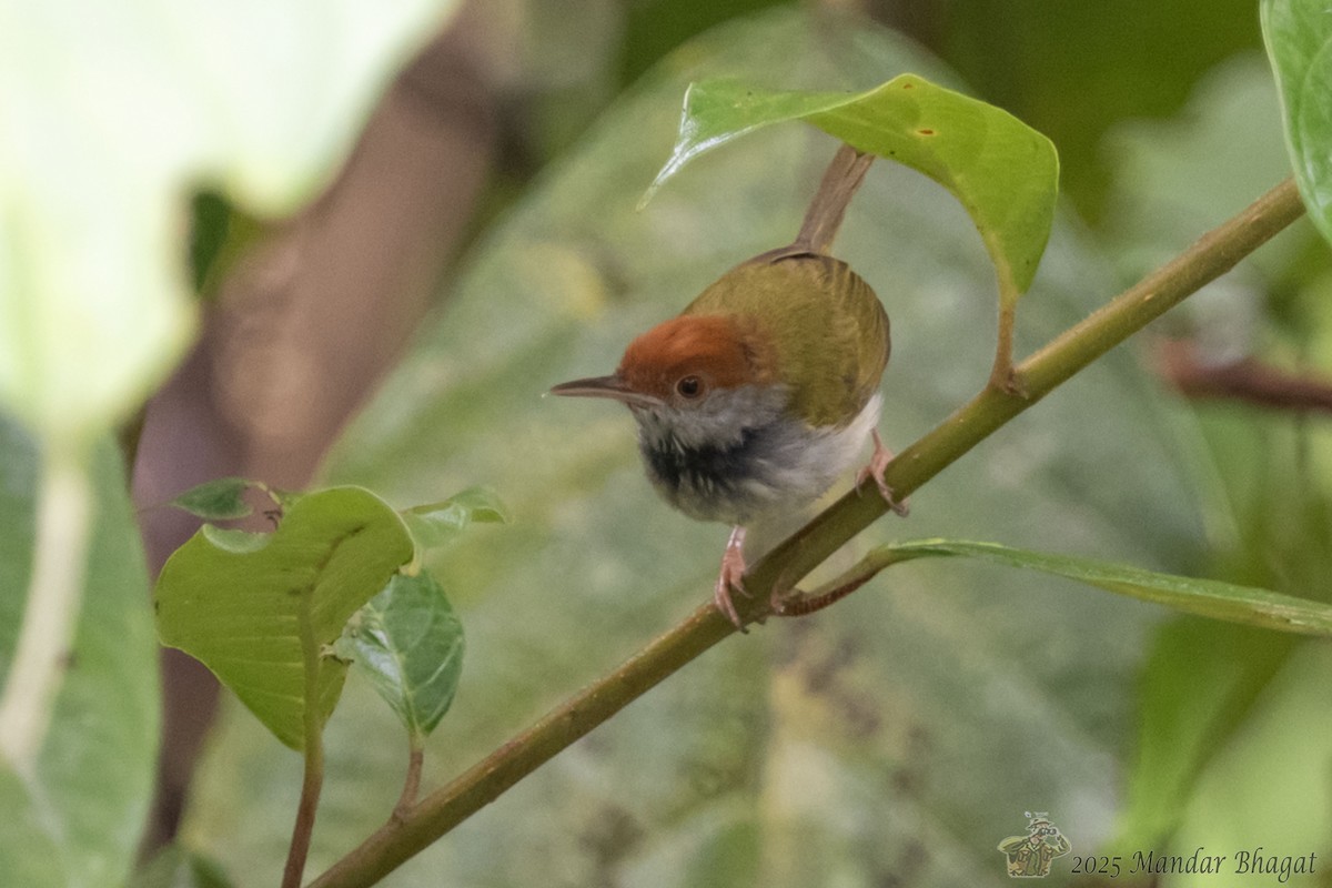 Dark-necked Tailorbird - ML637050448