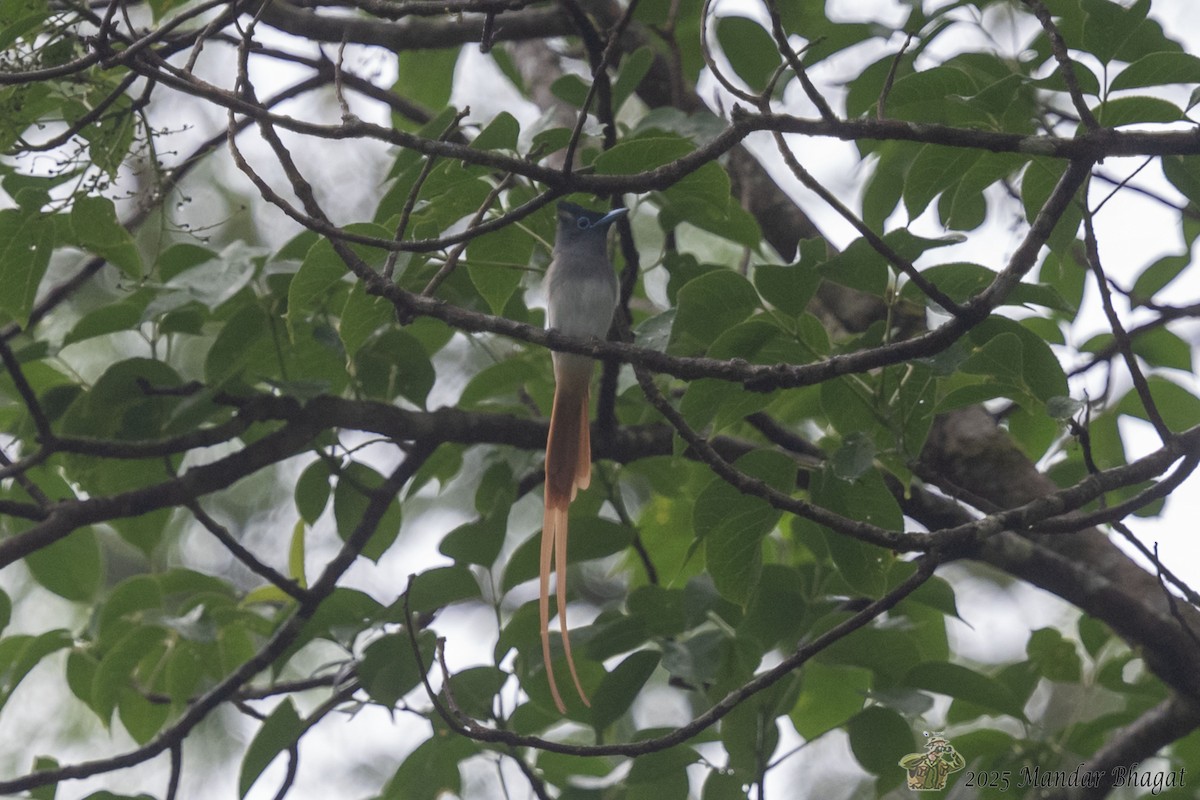 Blyth's Paradise-Flycatcher - ML637050458