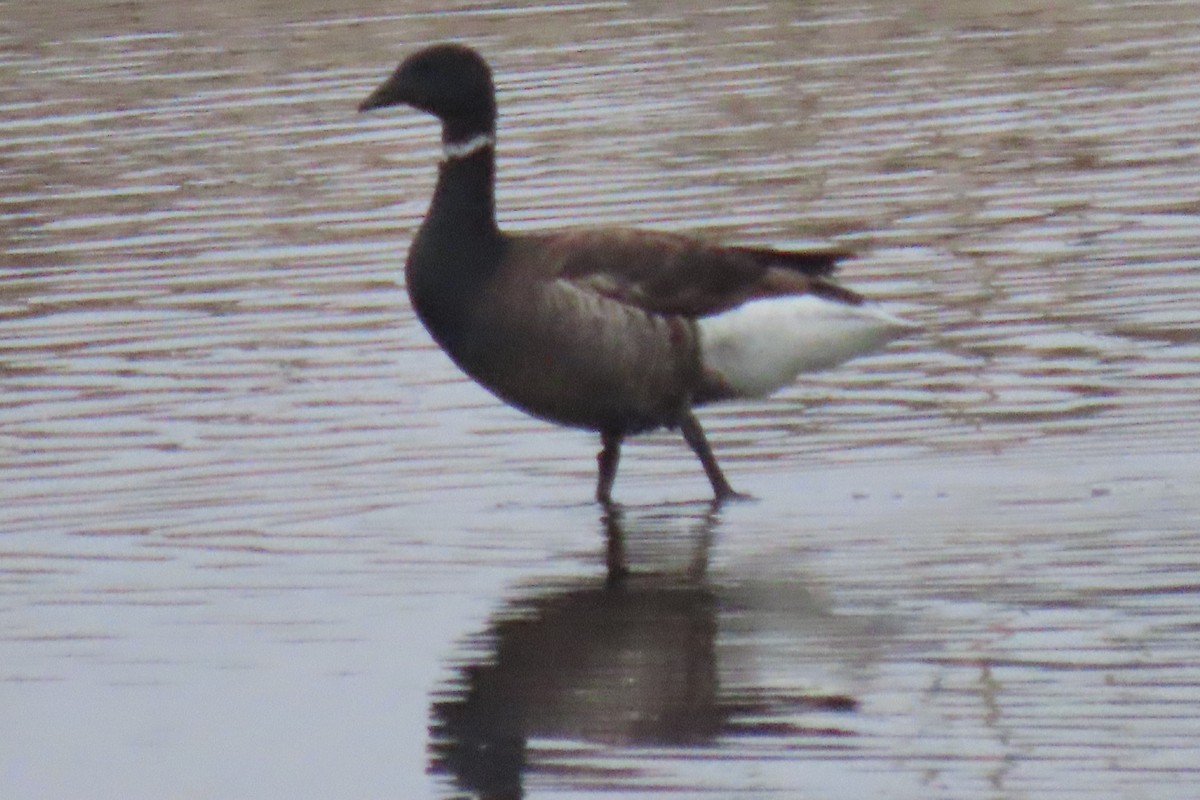 Brant - ML637050494