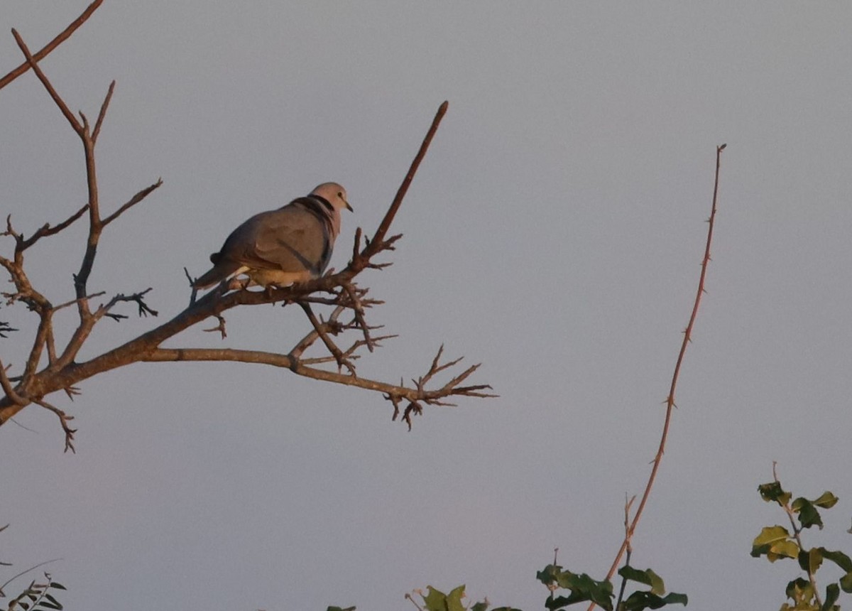 Ring-necked Dove - ML637050499