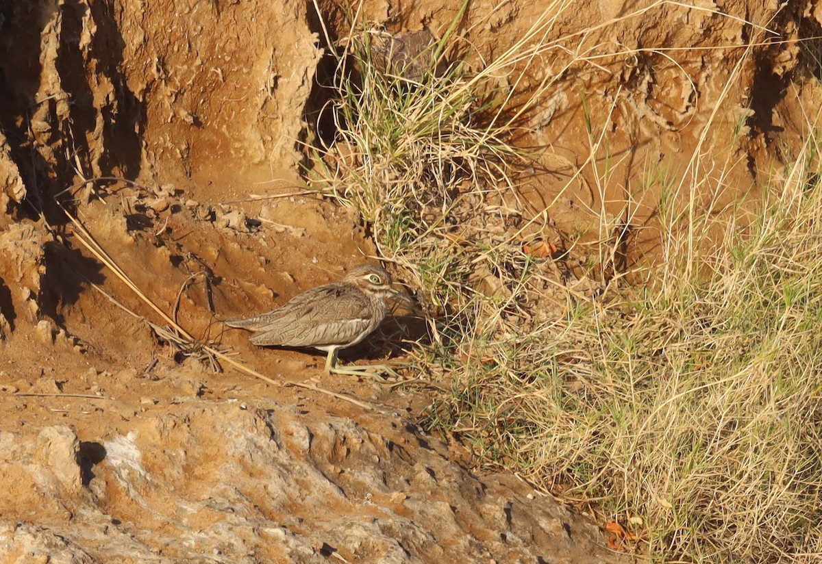 Water Thick-knee - ML637050502