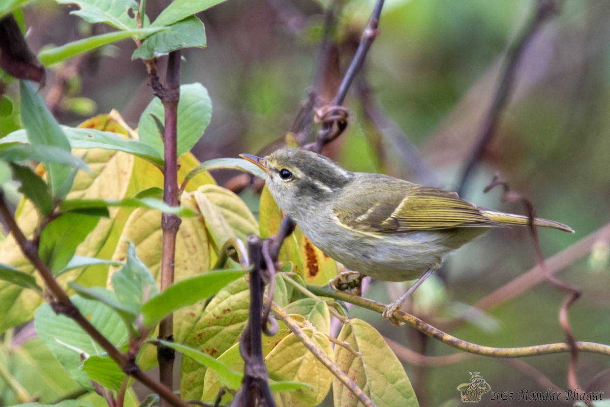 Blyth's Leaf Warbler - ML637050557