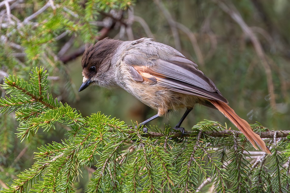 Siberian Jay - ML637050624