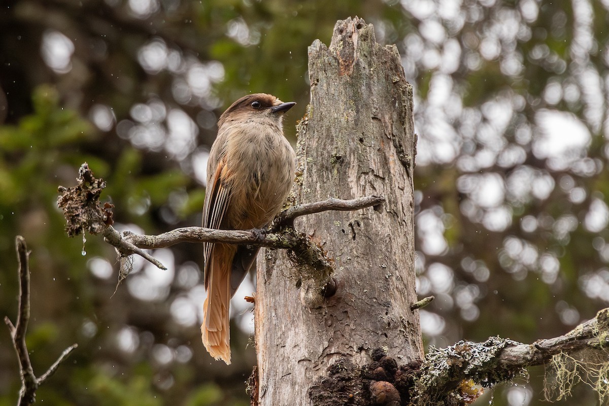 Siberian Jay - ML637050625